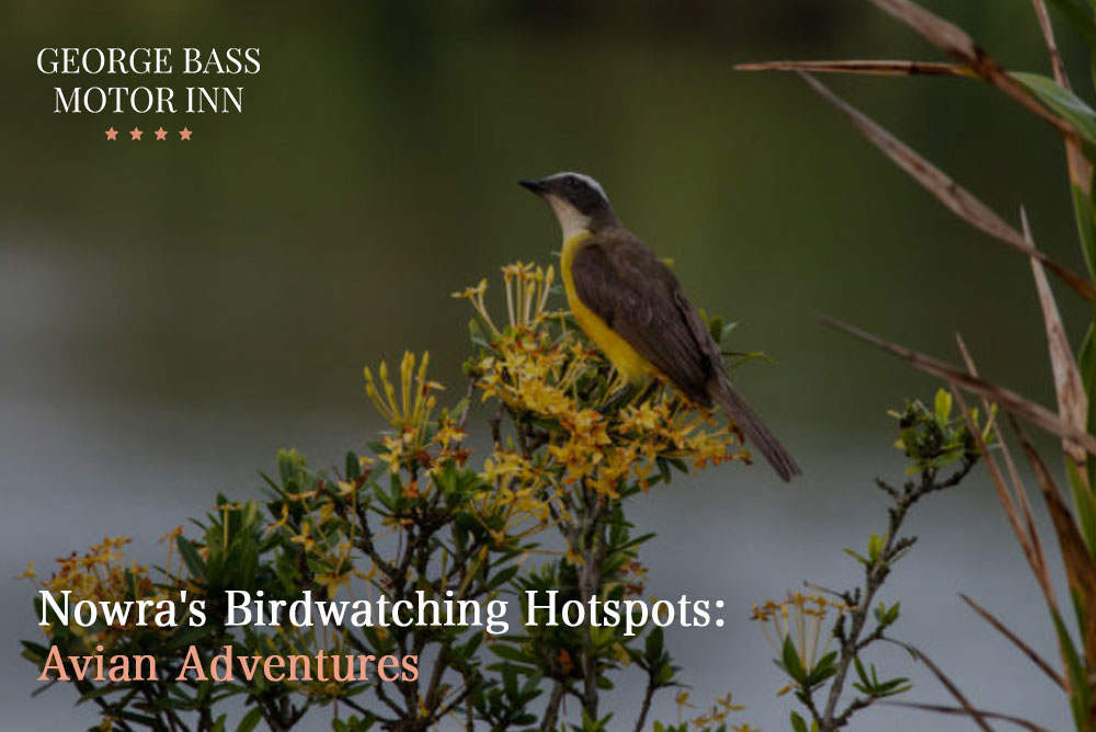 Nowra’s Birdwatching Hotspots: Avian Adventures